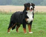 Bernese Mountain Dog 9Y066D-145